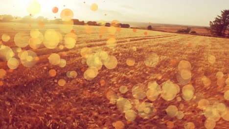 bokeh lights in a field