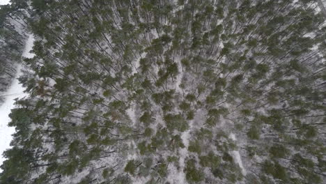 top down shot of snow covered forest