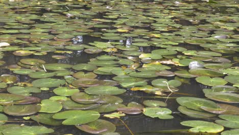 un primer plano de nenúfares en un lago en el sur de australia