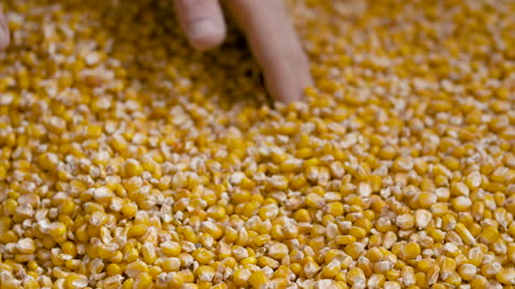 corn grains in farmer hands 1