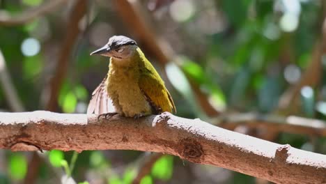 grey-headed woodpecker, picus canus, 4k footage, perched on a big branch sleepily as it spreads its wing to get a sunbath in the afternoon, kaeng krachan national park, thailand