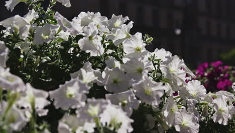 Cerca-De-Flores-Que-Florecen-En-Una-Calle-De-La-Ciudad-De-Buffalo,-Nueva-York