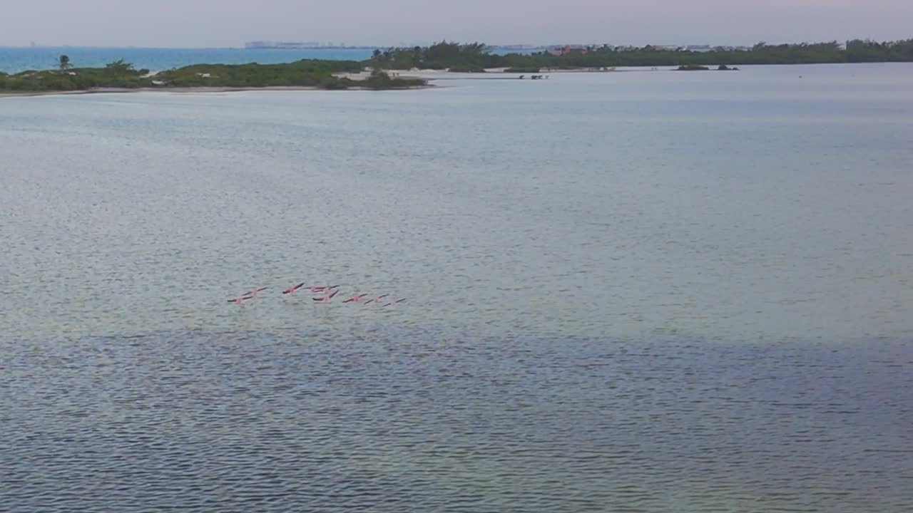 Flamingos sweep across the skies of Isla Blanca
