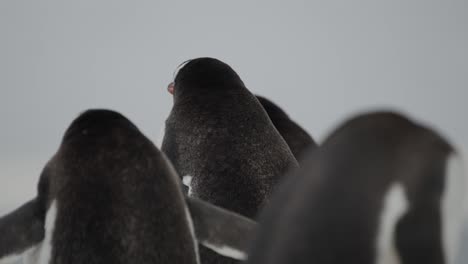 pingüino girando la cabeza entre otros pingüinos