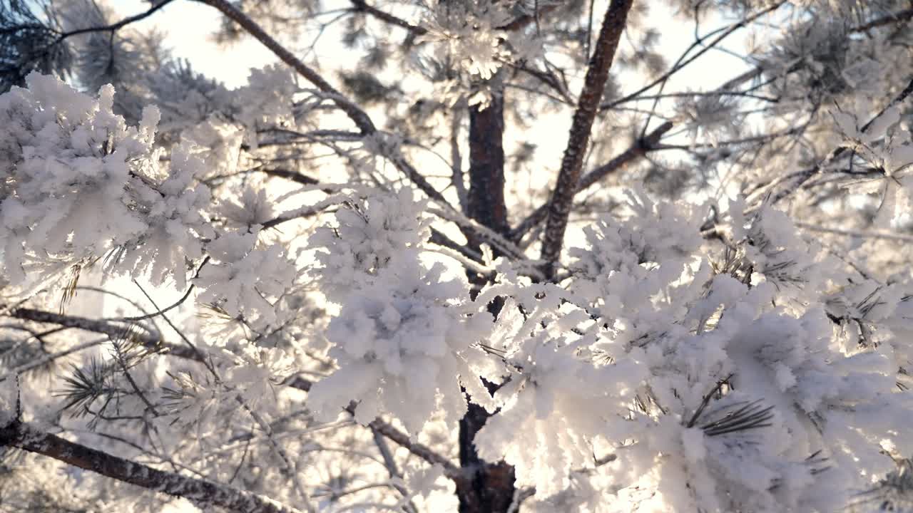 Snowy Pine Branches in Sunlight