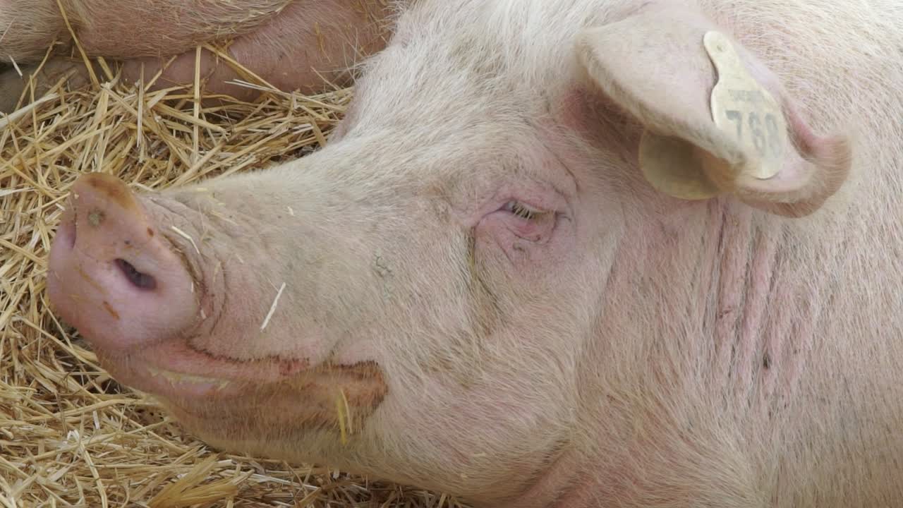 Big domestic pig at animal farm indoors