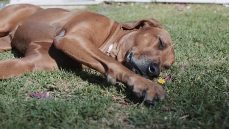 rhodesian ridgeback dog lying and sleeping on grass under the sun