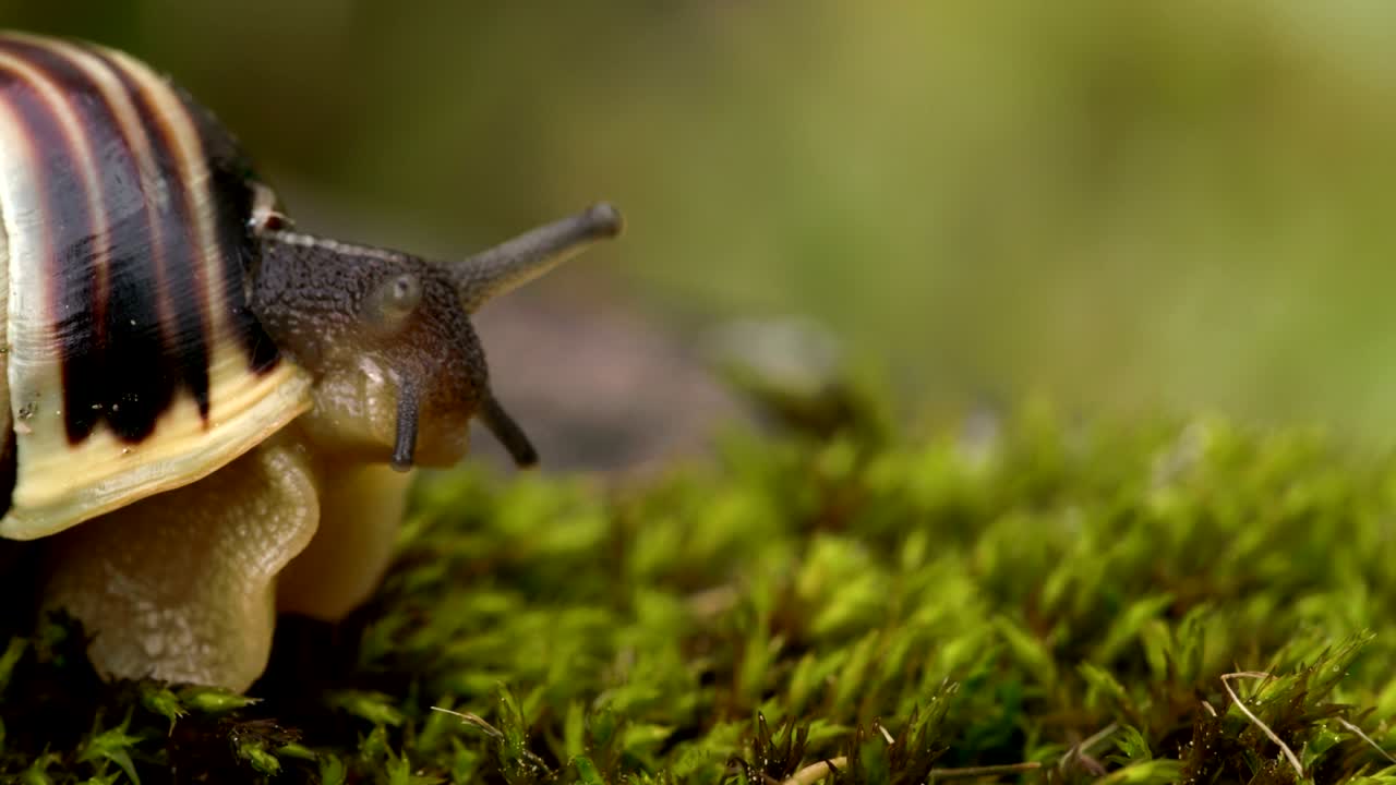 la cabeza del caracol saliendo de la concha 4k fs700 odyssey 7q