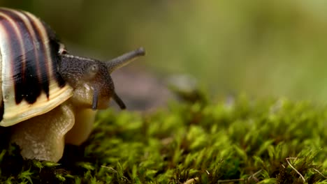 The snails head getting out of the shell 4K FS700 Odyssey 7Q