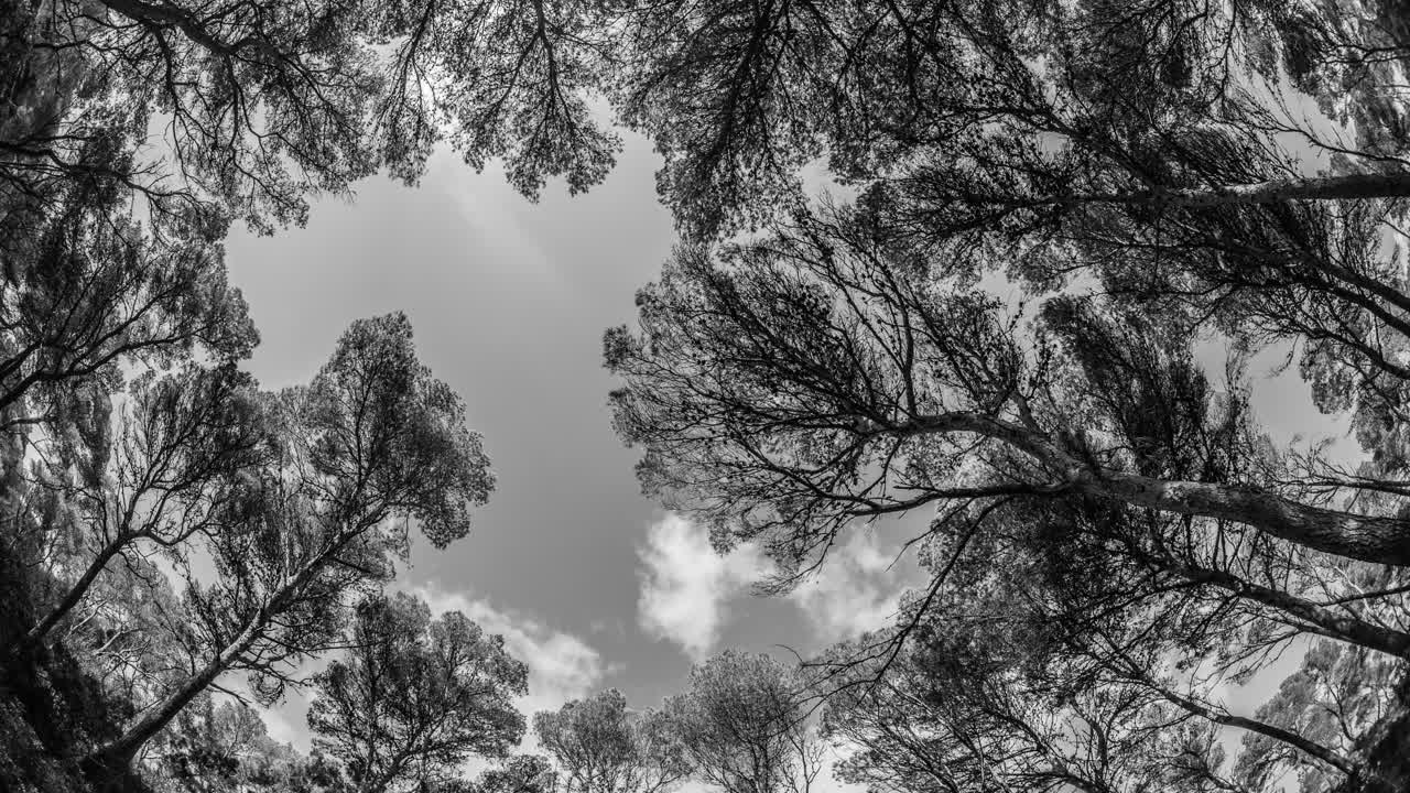 몬드라고 소나무 4k 01