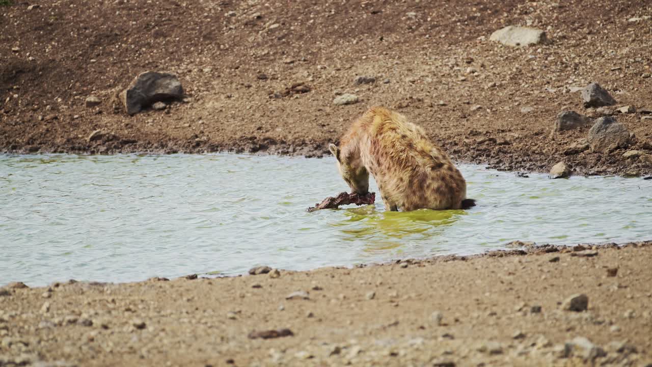 Ripresa al rallentatore di una iena che si bagna in un piccolo stagno, si rotola e si pulisce dopo la caccia, fauna selvatica africana nella Riserva Nazionale Maasai Mara, Kenya, animali da safari africani nella Conservazione del Masai Mara Nord