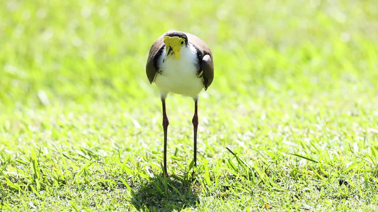 잔디에서 먹이를 찾는 새, 땅을 르는 새