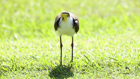 bird foraging in grass, pecking at the ground