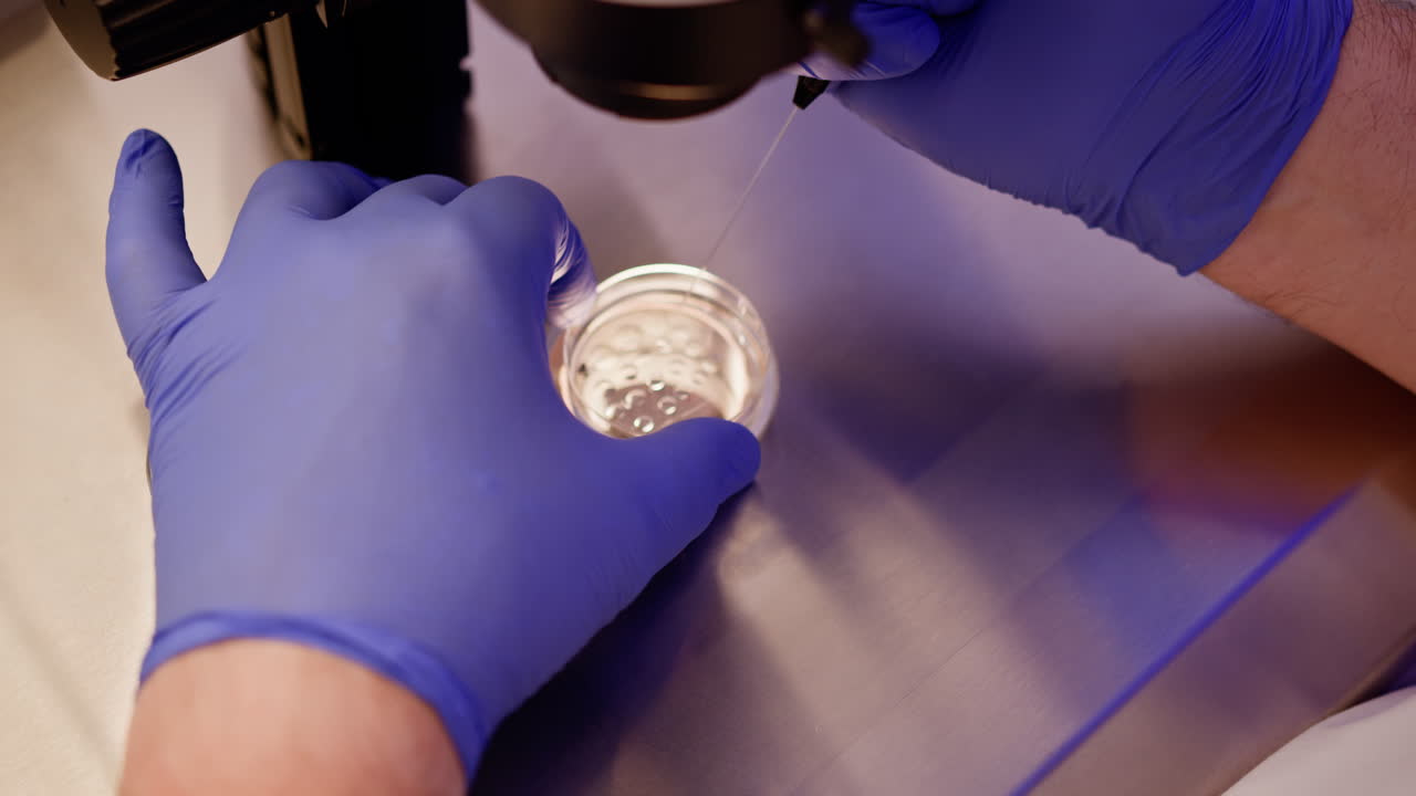 procedimiento de fecundación in vitro