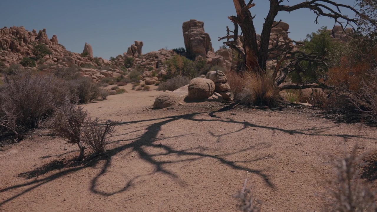 Un albero spoglio e morto proietta una lunga ombra drammatica sul terreno sabbioso del deserto.