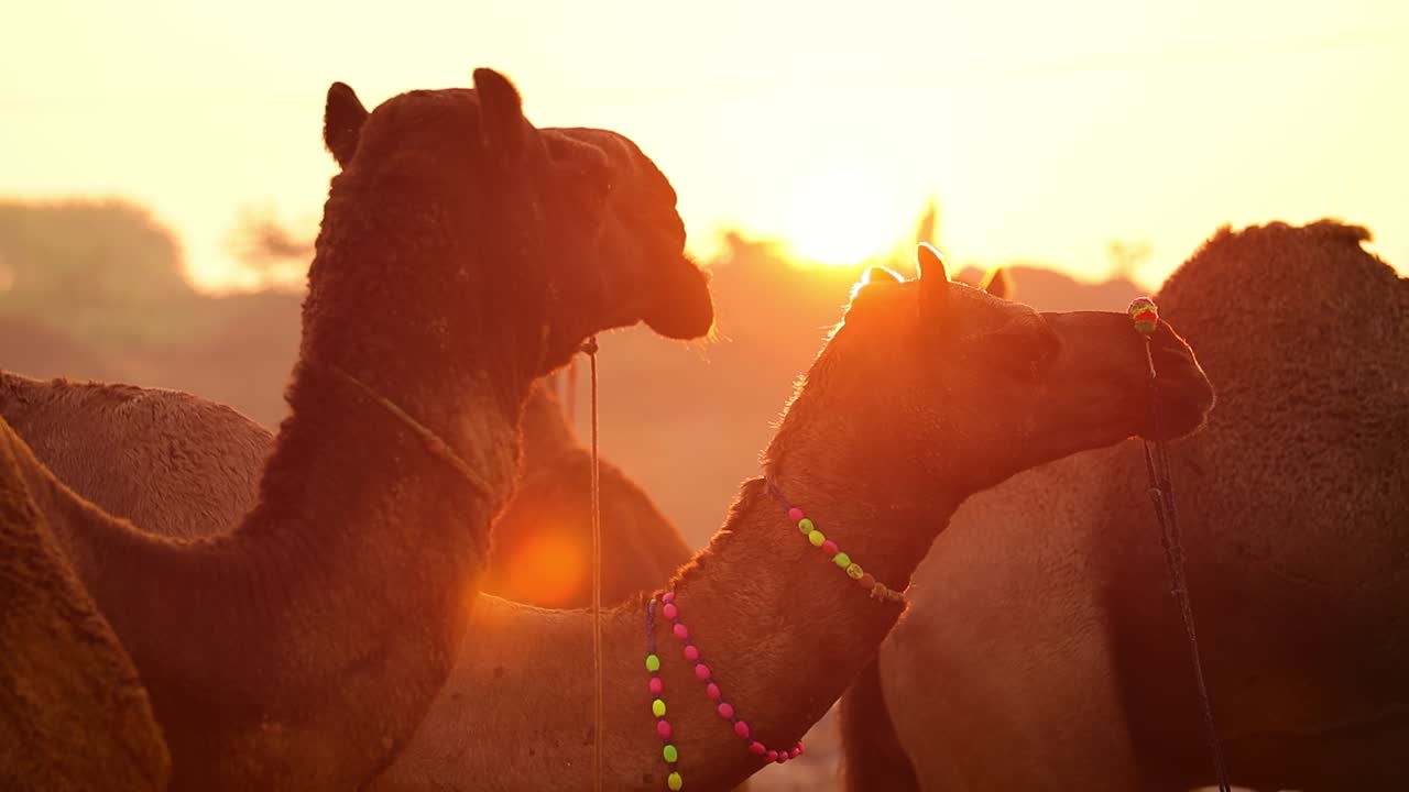 camellos en cámara lenta en la feria de pushkar, también llamada feria de camellos de pushkar o localmente como kartik mela es una feria anual de varios días de ganado y cultural que se celebra en la ciudad de pushkar rajasthan, india.
