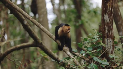 Kapuzineraffen-Kletterbaum-Costa-Rica-Mangroven-Affen-Bootstour-Tierwelt