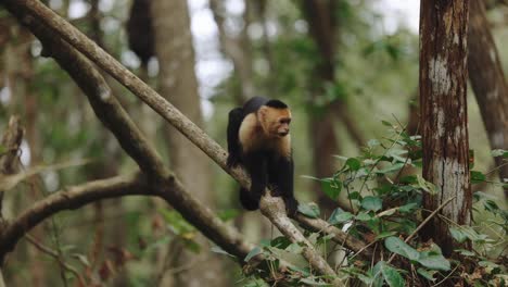 monos capuchinos trepando árboles costa rica manglares monos viaje en barco vida silvestre