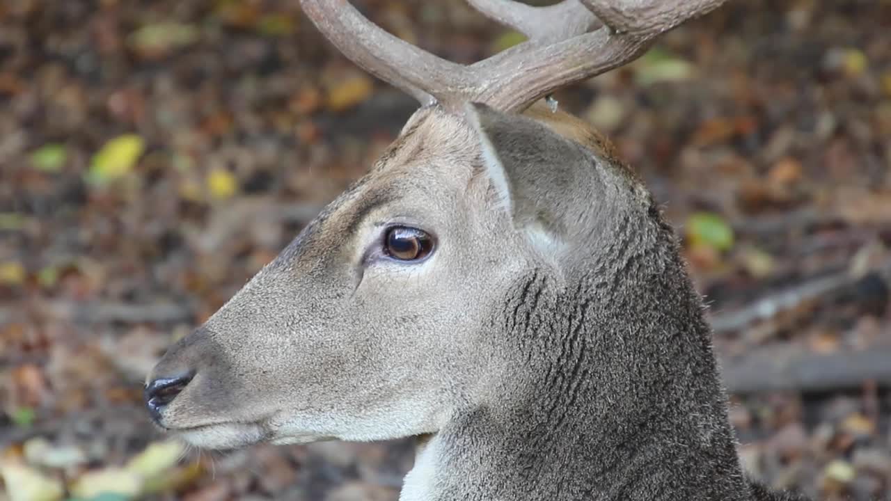 primer plano de una hermosa cabeza y cuernos de un gran ciervo de cola blanca en un prado cubierto de hojas con colores otoñales en el fondo
