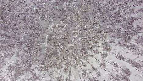 Aerial-top-down-view-of-snow-capped-pine-forest-without-people