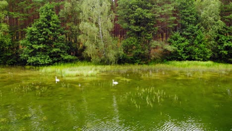 beautiful white birds swimming by the edge of the forest -prądzonka north poland