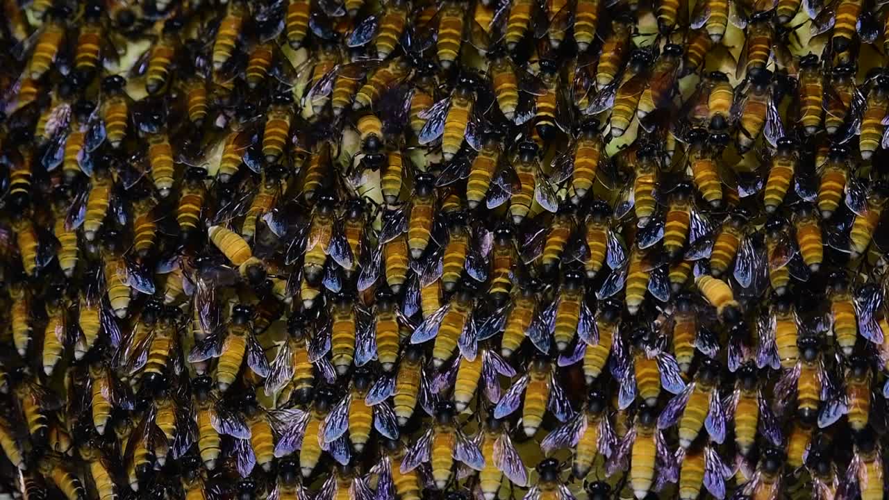 se sabe que las abejas melíferas gigantes construyen grandes colonias de nidos con bolsillos simétricos hechos de cera para almacenar miel como fuente de alimento.