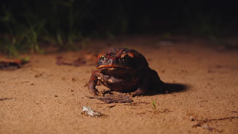 cane toad pauses on forest ground in peru’s amazon looking at a insect as its potential meal, highlighted in sharp closeup shot.