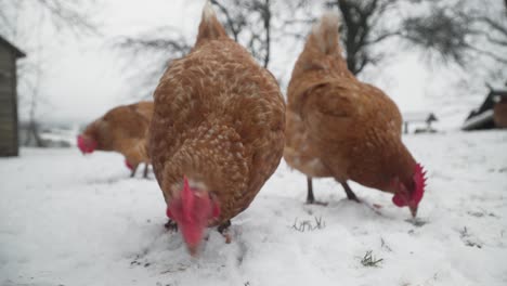 close up of free range hens searching for food in the snow on a cold winter day