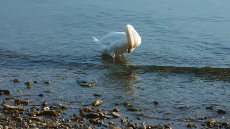 Swan-near-the-shore-preening-feathers-in-slow-motion