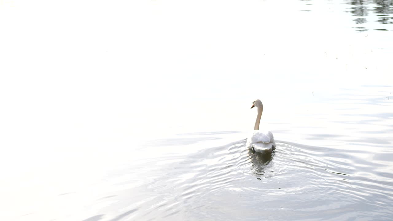 cisne nadando en un lago tranquilo, agua que refleja un cielo nublado brillante, cámara lenta