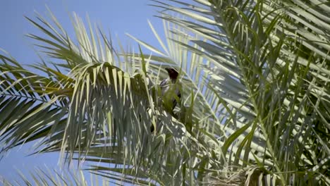 hooded crow sitting between leaves of a palm tree then takes off and flies away as the wind gets stronger, still, slomo