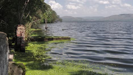 salvinia común, especies acuáticas invasoras en la superficie de la presa hartbeespoort