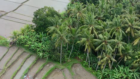 tropical-coconut-trees-on-edge-of-empty-rice-field-after-a-harvest-in-Ubud-Bali,-aerial-top-down