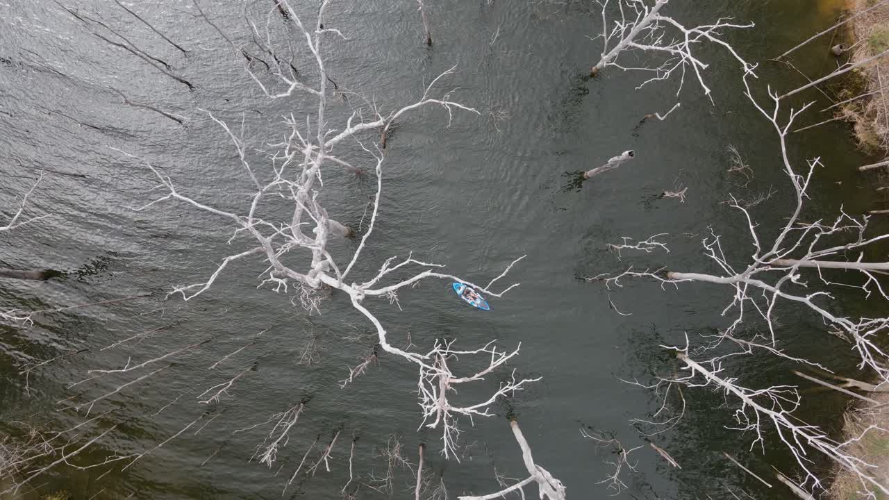 уникальный вид с высоты на каяк, пробирающийся между большими старыми деревьями в затопленном лесу