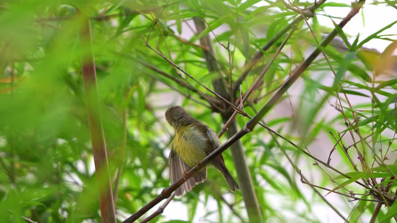 아름다운 새가 대나무 숲에 앉아서 털을 고, 털이 어지고, 날개와 리를 펼쳐서 자연 서식지에서 건조합니다.