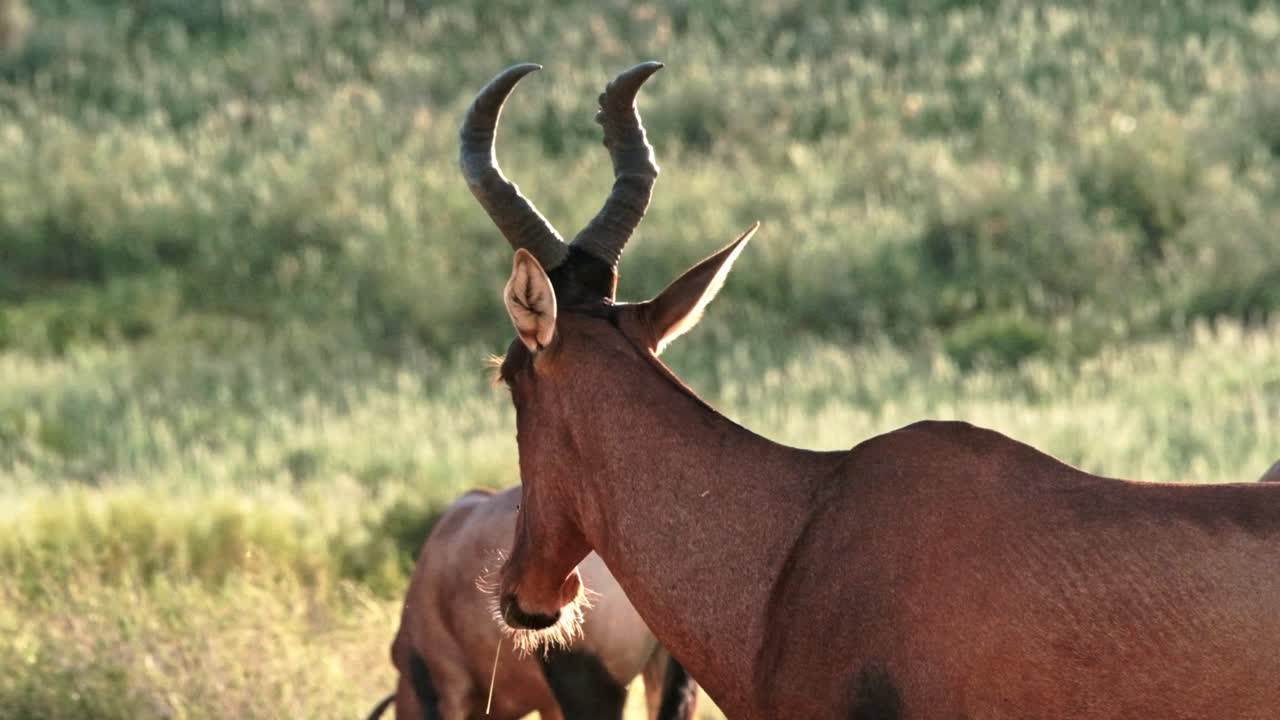 Red Hartebeest during golden hour grazing