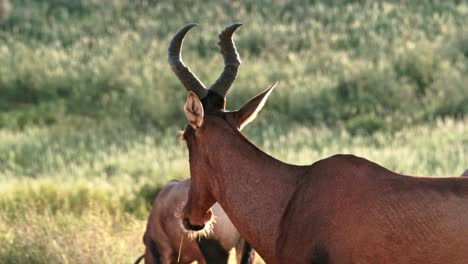 red hartebeest during golden hour grazing