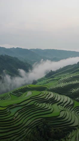 misty rice terraces