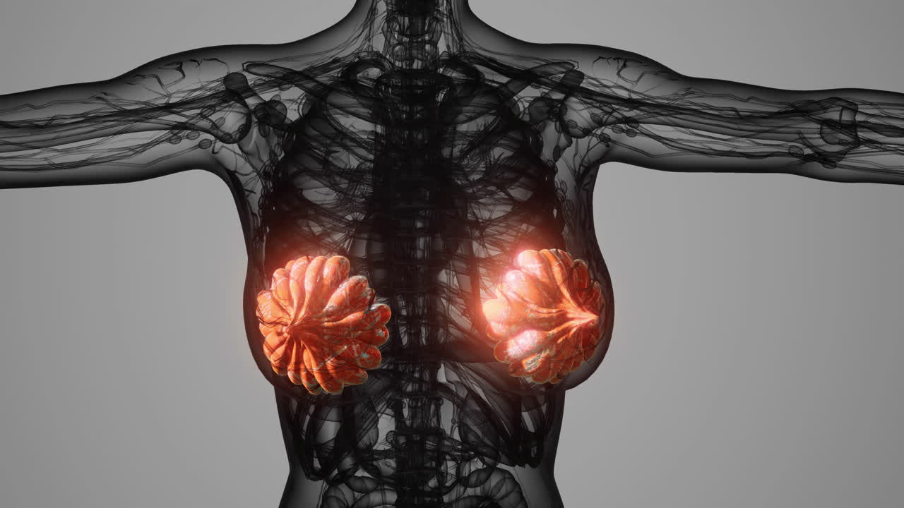 Detailed view of mammary glands illustrating anatomy and function