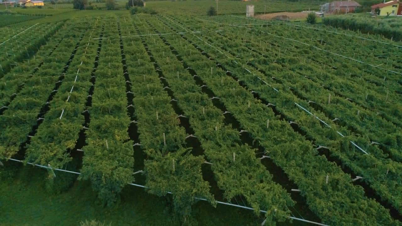 Aerial, rising, reverse, drone shot, over a wineyard, green, grape plants at a vineyard, on a sunny, autumn evening, near Lake Garda, Trenton, Italy
