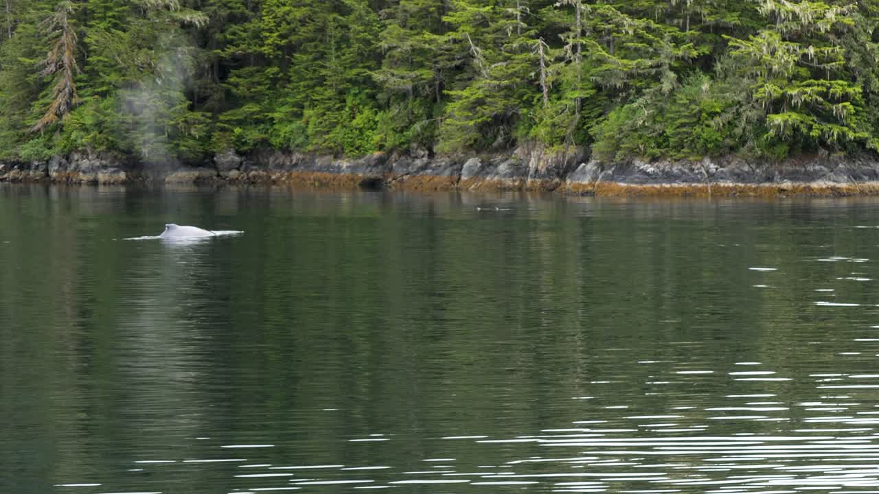 Humpback whale slowly swimming close to the shore. Whale Watching in Sitka, Alaska.