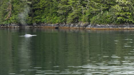 humpback whale slowly swimming close to the shore. whale watching in sitka, alaska.