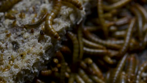 the mealworm is a species of darkling beetle used to feed pets like fish, snakes, birds, and frogs