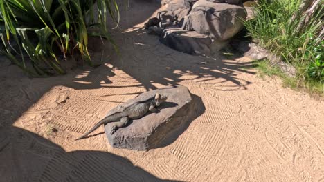 dos iguanas tomando el sol en una roca a la luz del sol