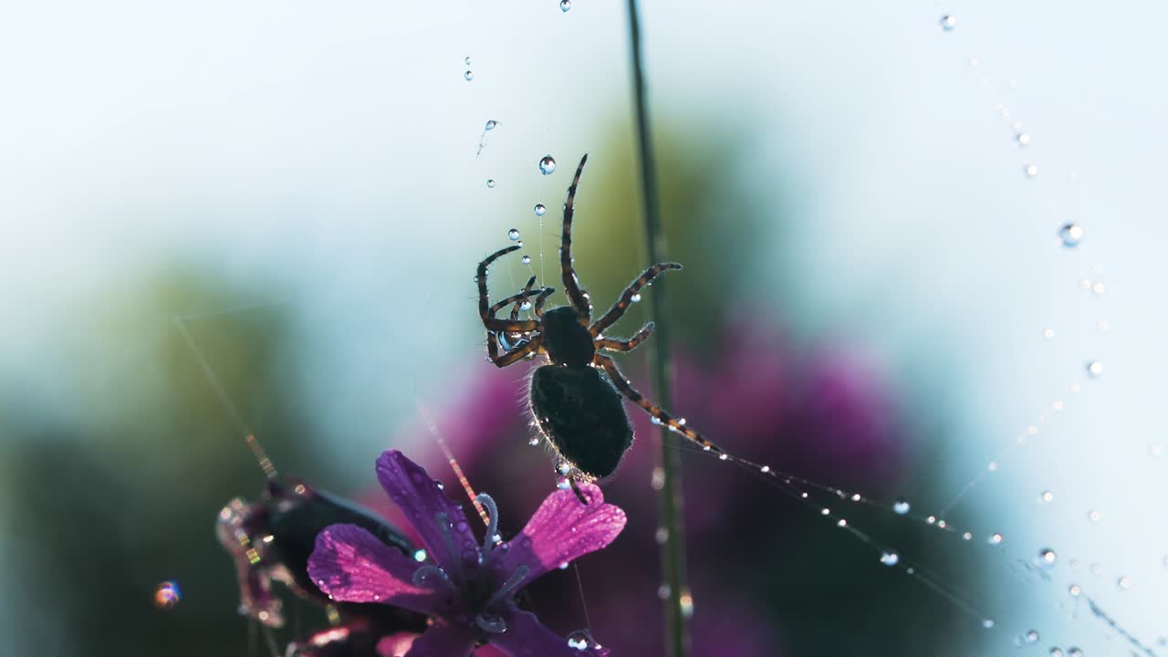 araña en una red con gotas de rocío