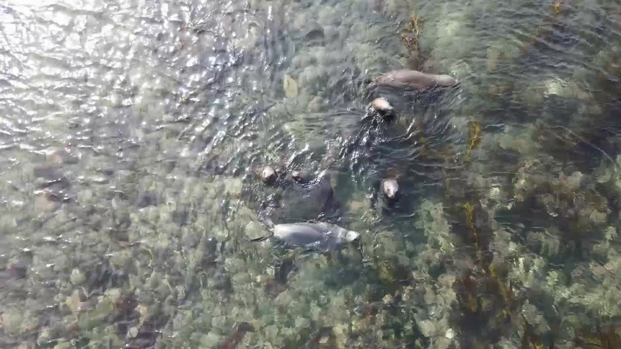 Group of southern sea lions are swimming and playing in the shallow, clear water of the falkland islands