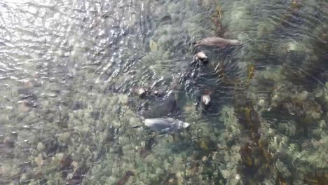 group of southern sea lions are swimming and playing in the shallow, clear water of the falkland islands