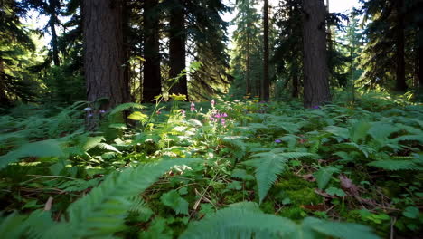 forest floor with sunlight and wildflowers