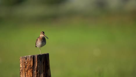 Wilson's-snipe-perching-on-fence-and-observing-its-surrounding