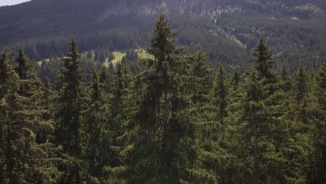 trees in switzerland during summer time